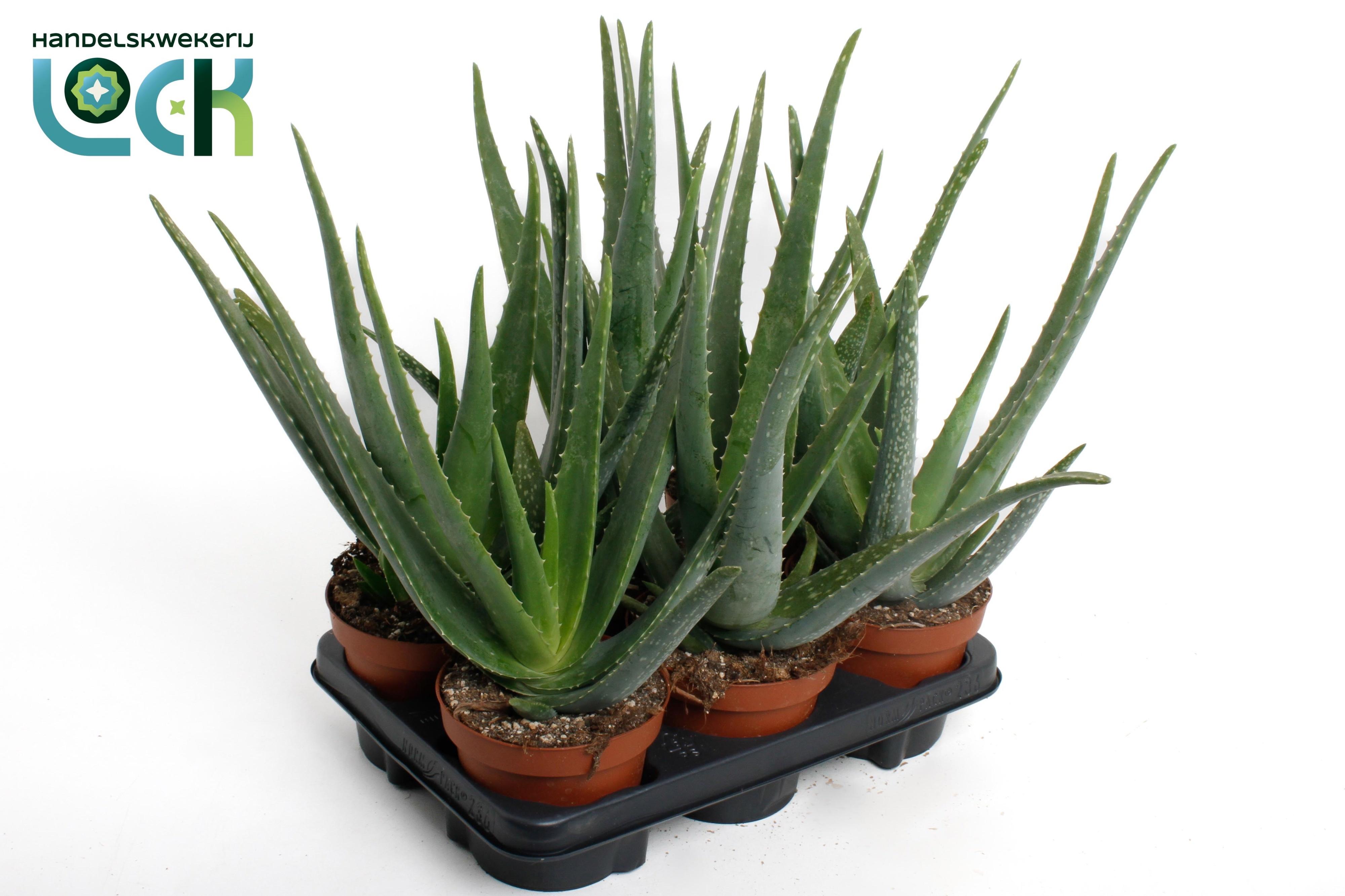 Горшечные цветы и растения оптом Aloe Vera от 6шт из Голландии с доставкой по России