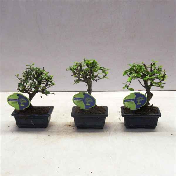 Горшечные цветы и растения оптом Bonsai Carmona Macrophylla, 12cm., Broom, Without от 12шт из Голландии с доставкой по России