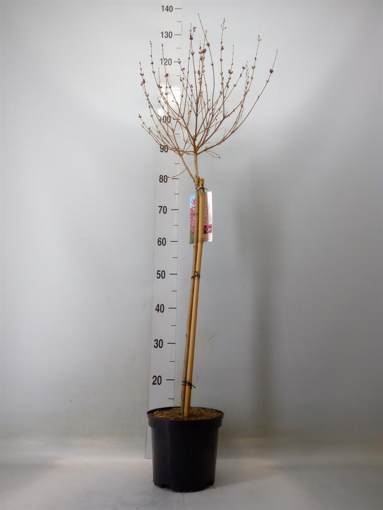 Горшечные цветы и растения оптом Syringa Villosae от 1шт из Голландии с доставкой по России