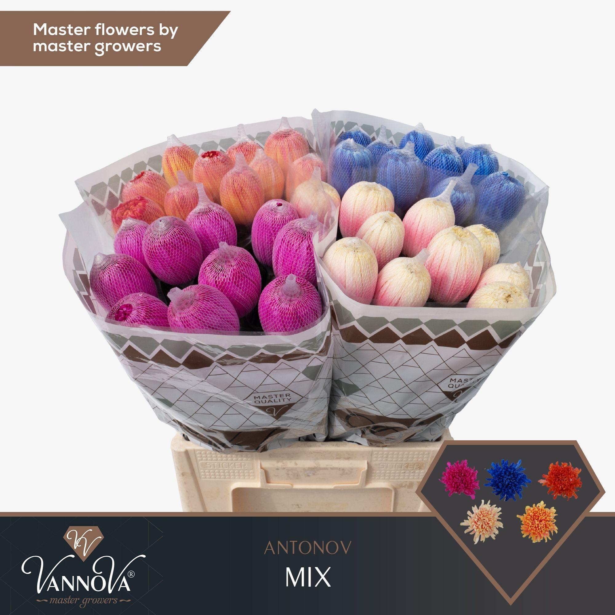 Срезанные цветы оптом Chrys bl paint antonov mix in bucket от 120шт. из Голландии с доставкой по России