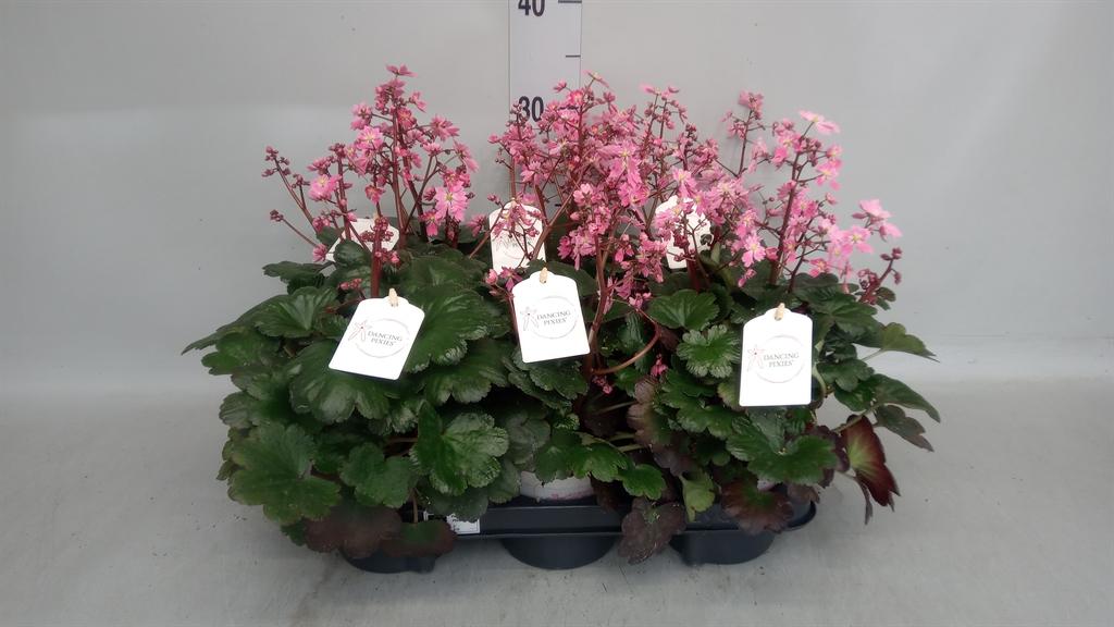 Горшечные цветы и растения оптом Saxifraga Cor. danc Pixies Tilda от 6шт из Голландии с доставкой по России