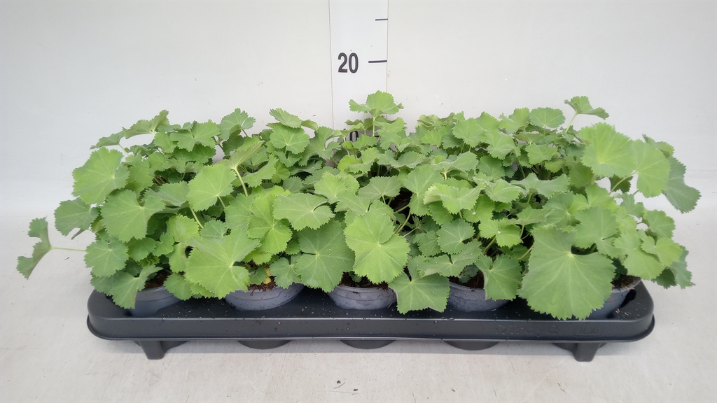 Горшечные цветы и растения оптом Alchemilla Mollis от 10шт из Голландии с доставкой по России