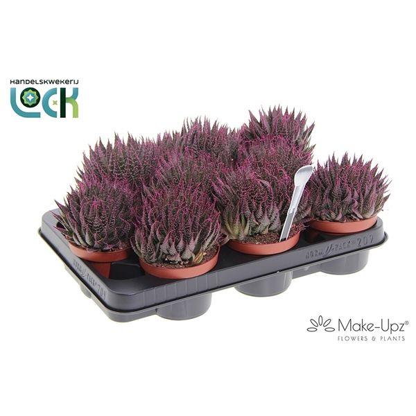 Горшечные цветы и растения оптом Aloe Aristata Make Upz Roze от 9шт из Голландии с доставкой по России