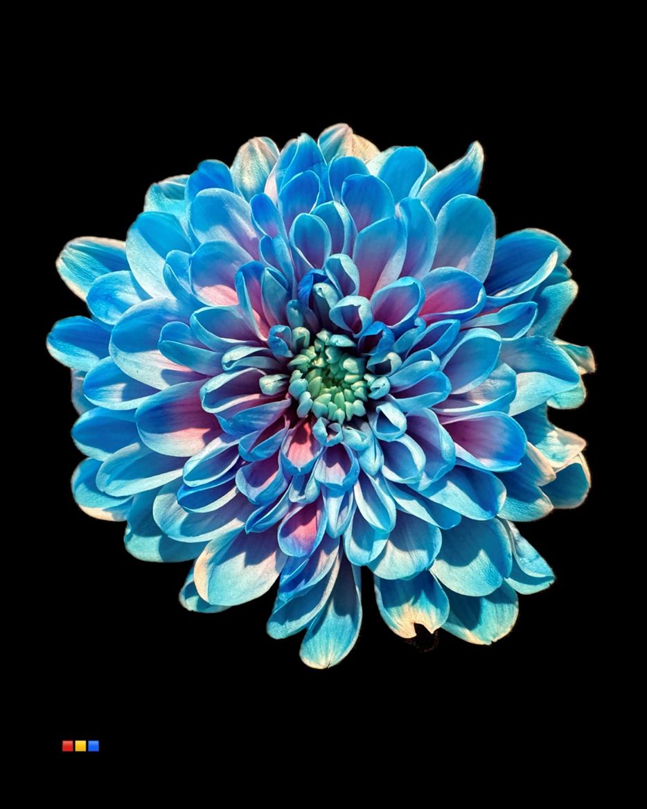 Срезанные цветы оптом Chrys sp paint altaj bubblegum от 40шт из Голландии с доставкой по России