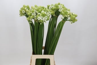 Срезанные цветы оптом Ornithogalum saundersiae от 80шт из Голландии с доставкой по России