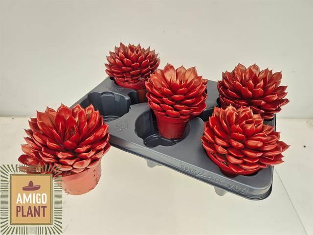 Горшечные цветы и растения оптом Echev Summer от 5шт из Голландии с доставкой по России