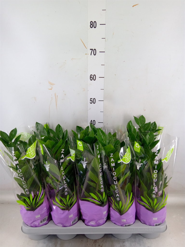 Горшечные цветы и растения оптом Zamioculcas Zamiifolia от 10шт из Голландии с доставкой по России