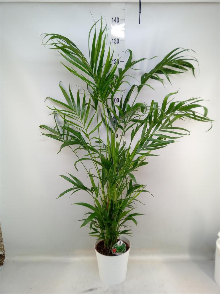 Горшечные цветы и растения оптом Chamaedorea Cataractarum от 4шт из Голландии с доставкой по России