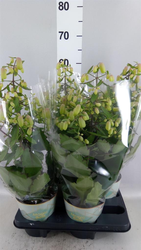 Горшечные цветы и растения оптом Kalanchoe magic Bell от 4шт из Голландии с доставкой по России