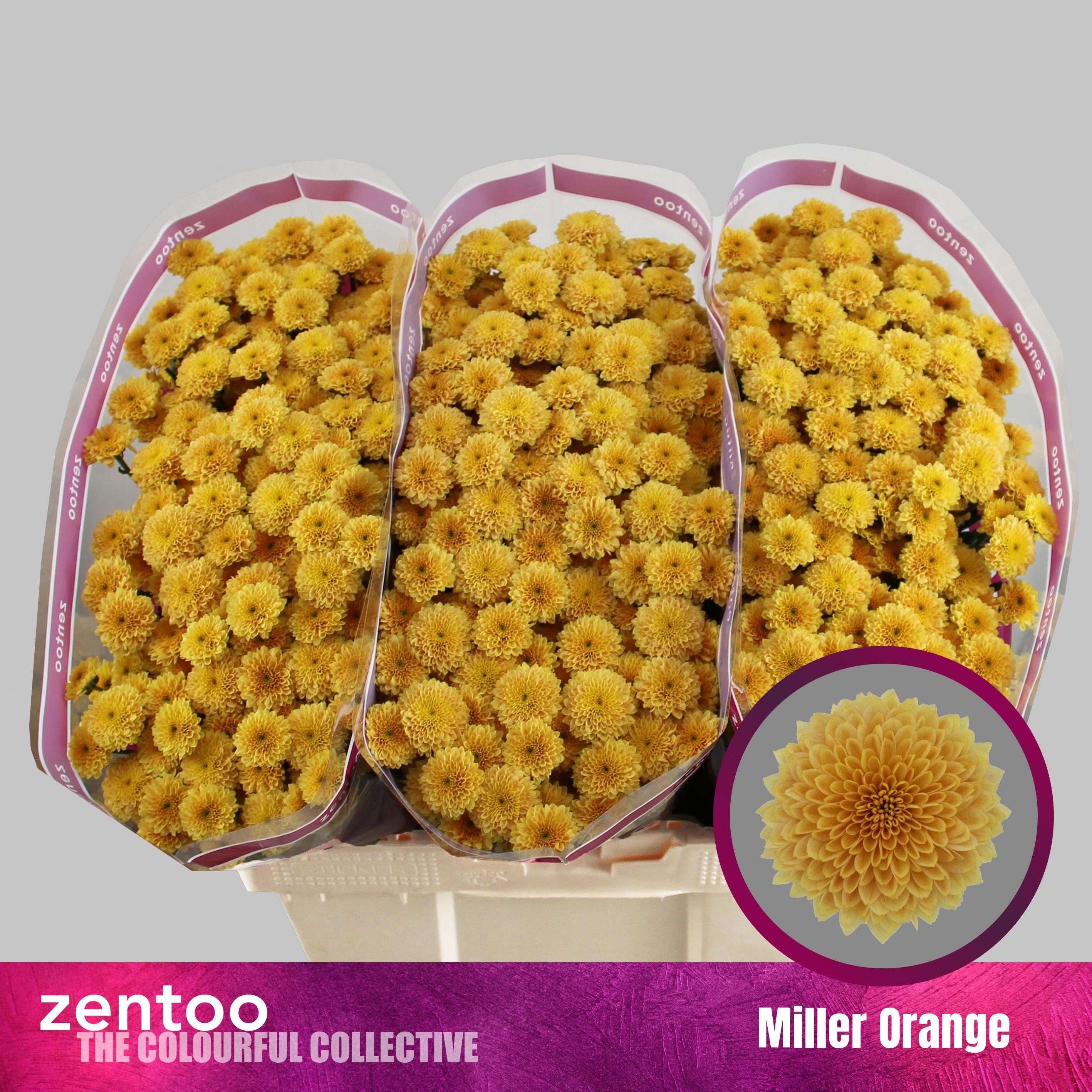 Срезанные цветы оптом Chrys sa miller orange от 75шт.. из Голландии с доставкой по России Срезанные цветы оптом Chrys sa miller orange от 75шт.. из Голландии с доставкой по России