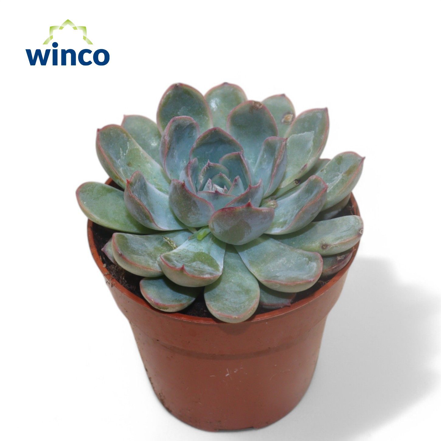 Горшечные цветы и растения оптом Echeveria Pulidonis Grey от 18шт (для телеги) из Голландии с доставкой по России