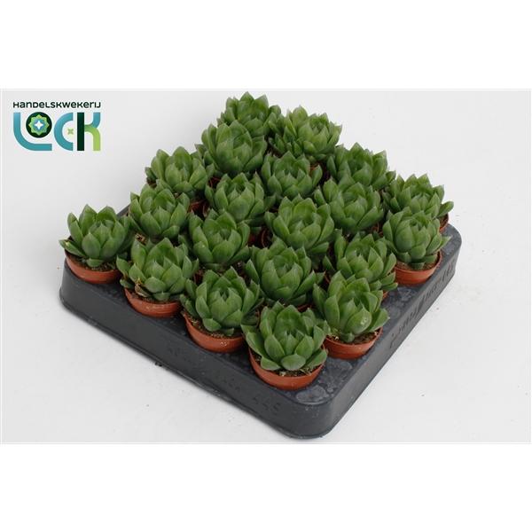 Горшечные цветы и растения оптом Haworthia Cooperii от 20шт (для телеги) из Голландии с доставкой по России