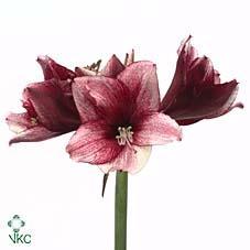 Срезанные цветы оптом Hippeastrum daphne от 12шт из Голландии с доставкой по России