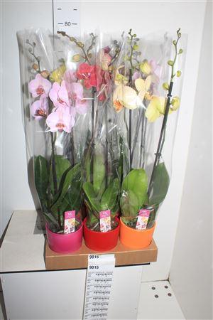 Горшечные цветы и растения оптом Phal Gem 2 Branches 18+ In Keramiek Pot от 6шт из Голландии с доставкой по России