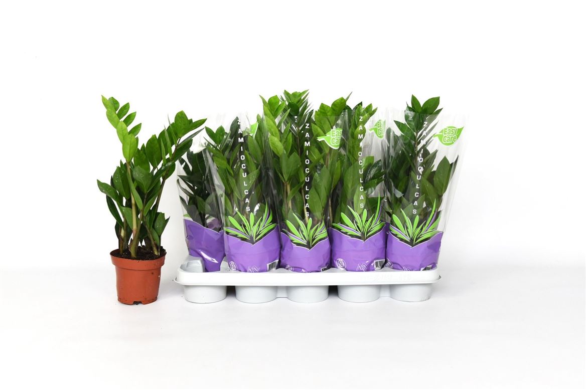 Горшечные цветы и растения оптом Zamioculcas 4+ от 10шт из Голландии с доставкой по России