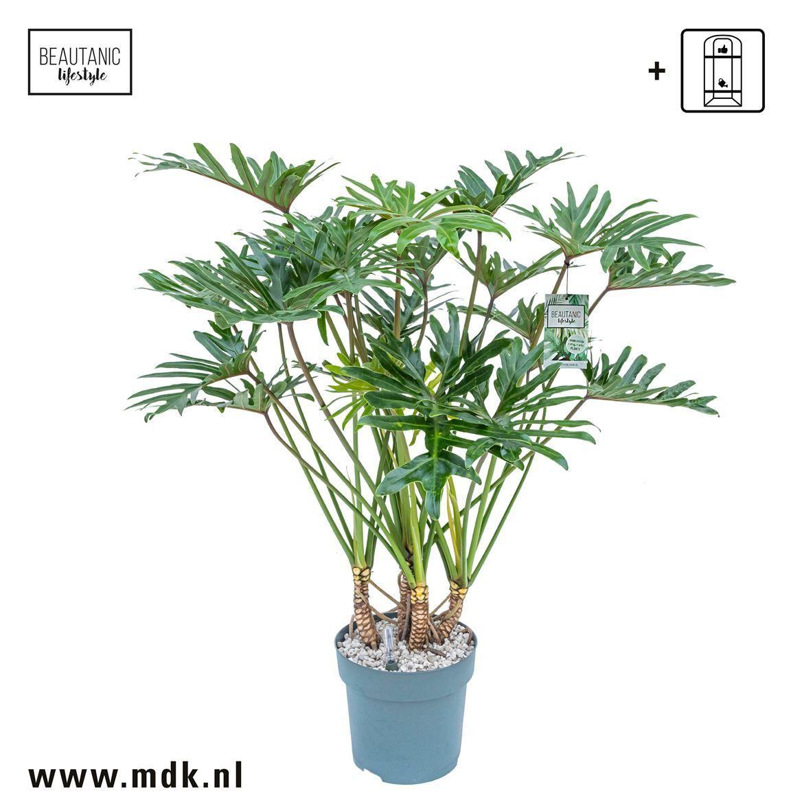 Горшечные цветы и растения оптом Philodendron Xantal + Watermeter от 1шт из Голландии с доставкой по России