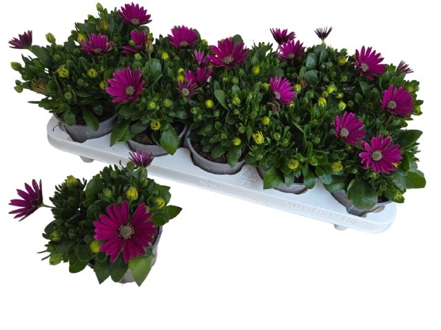 Горшечные цветы и растения оптом Osteo Fp Purple от 10шт из Голландии с доставкой по России