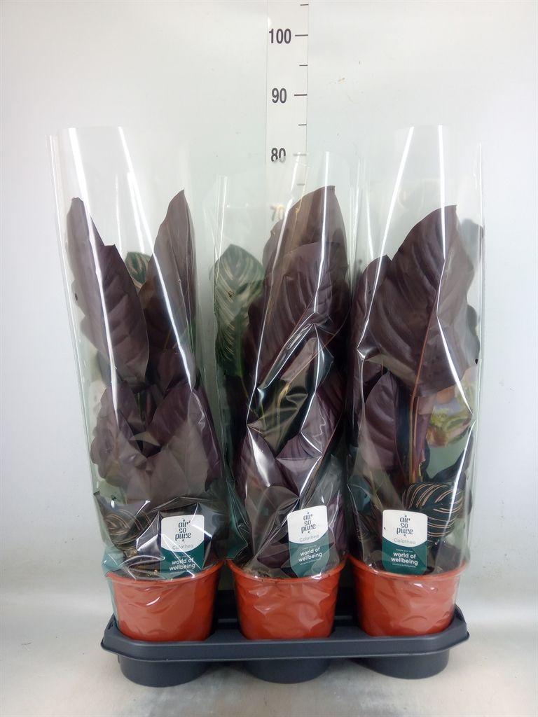 Горшечные цветы и растения оптом Calathea Sanderiana от 3шт из Голландии с доставкой по России