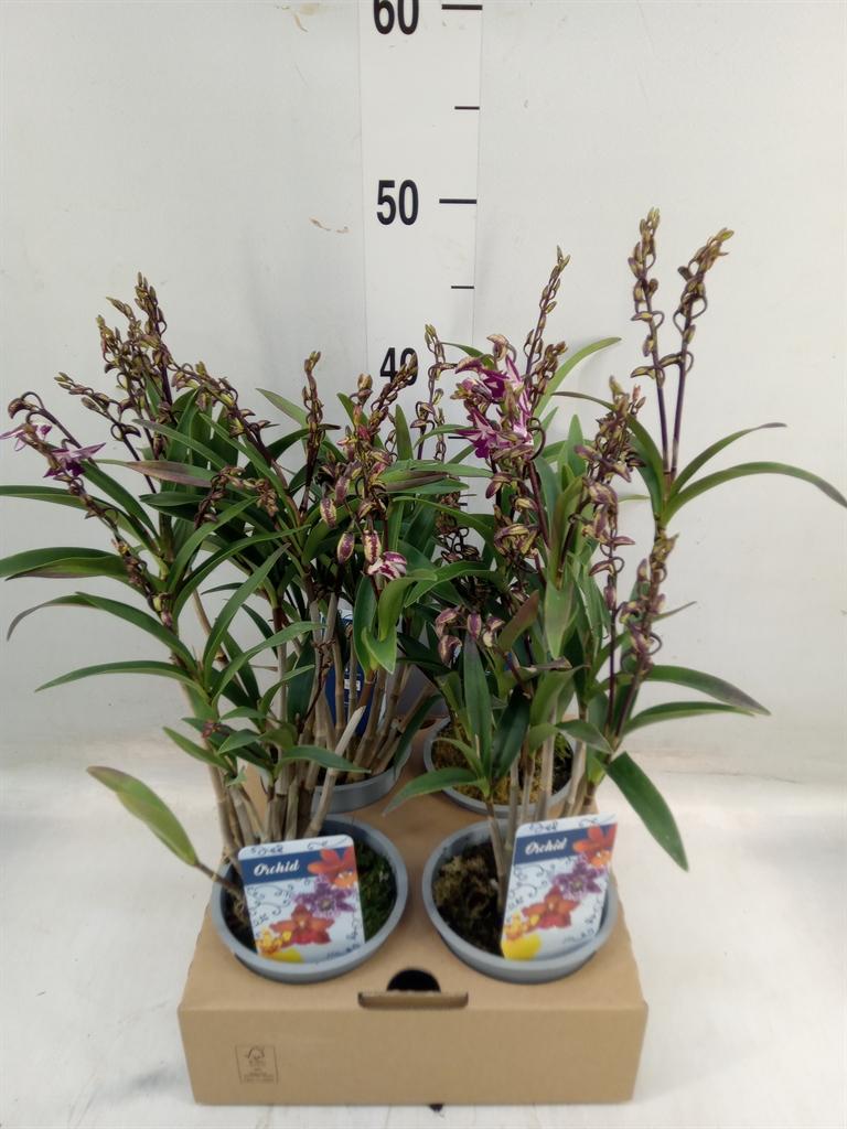Горшечные цветы и растения оптом Dendrobium   ... от 4шт из Голландии с доставкой по России