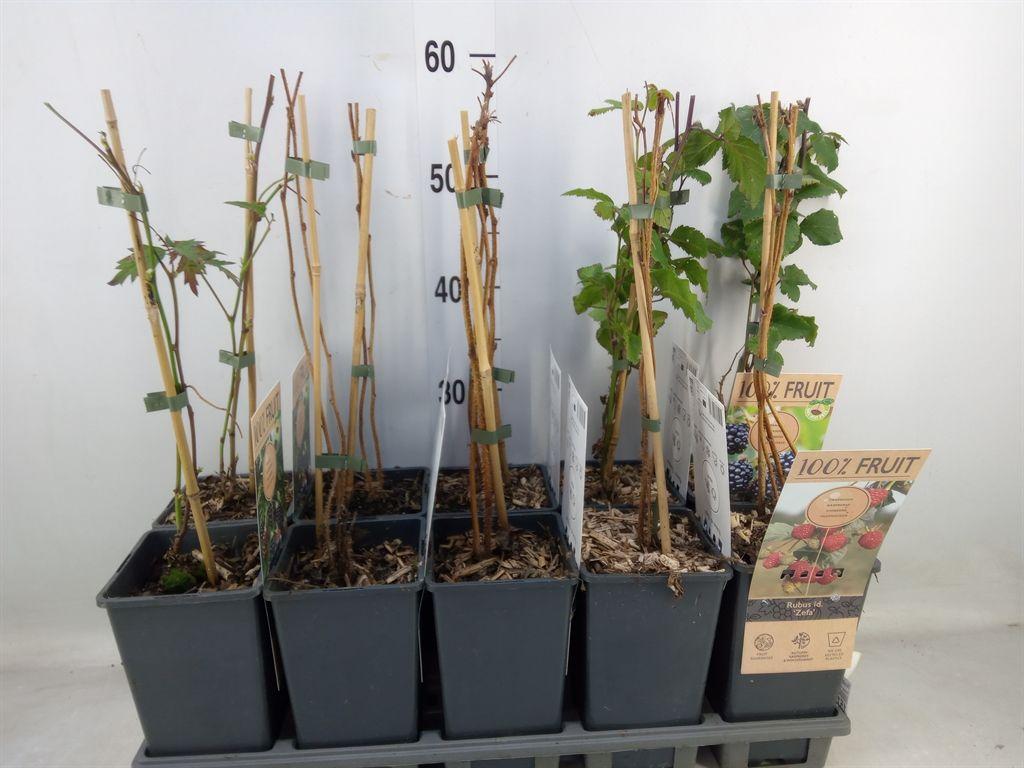 Горшечные цветы и растения оптом Rubus   ... от 10шт из Голландии с доставкой по России