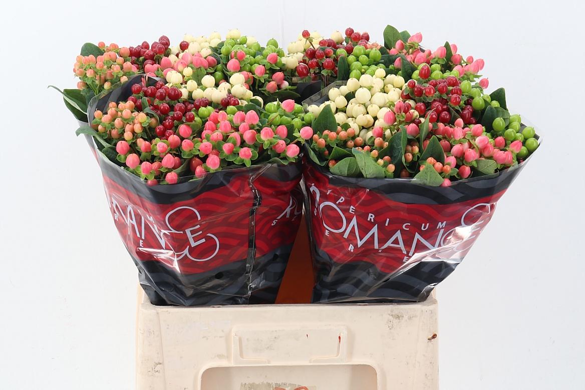 Срезанные цветы оптом Hypericum mix in bucket romance от 100шт из Голландии с доставкой по России