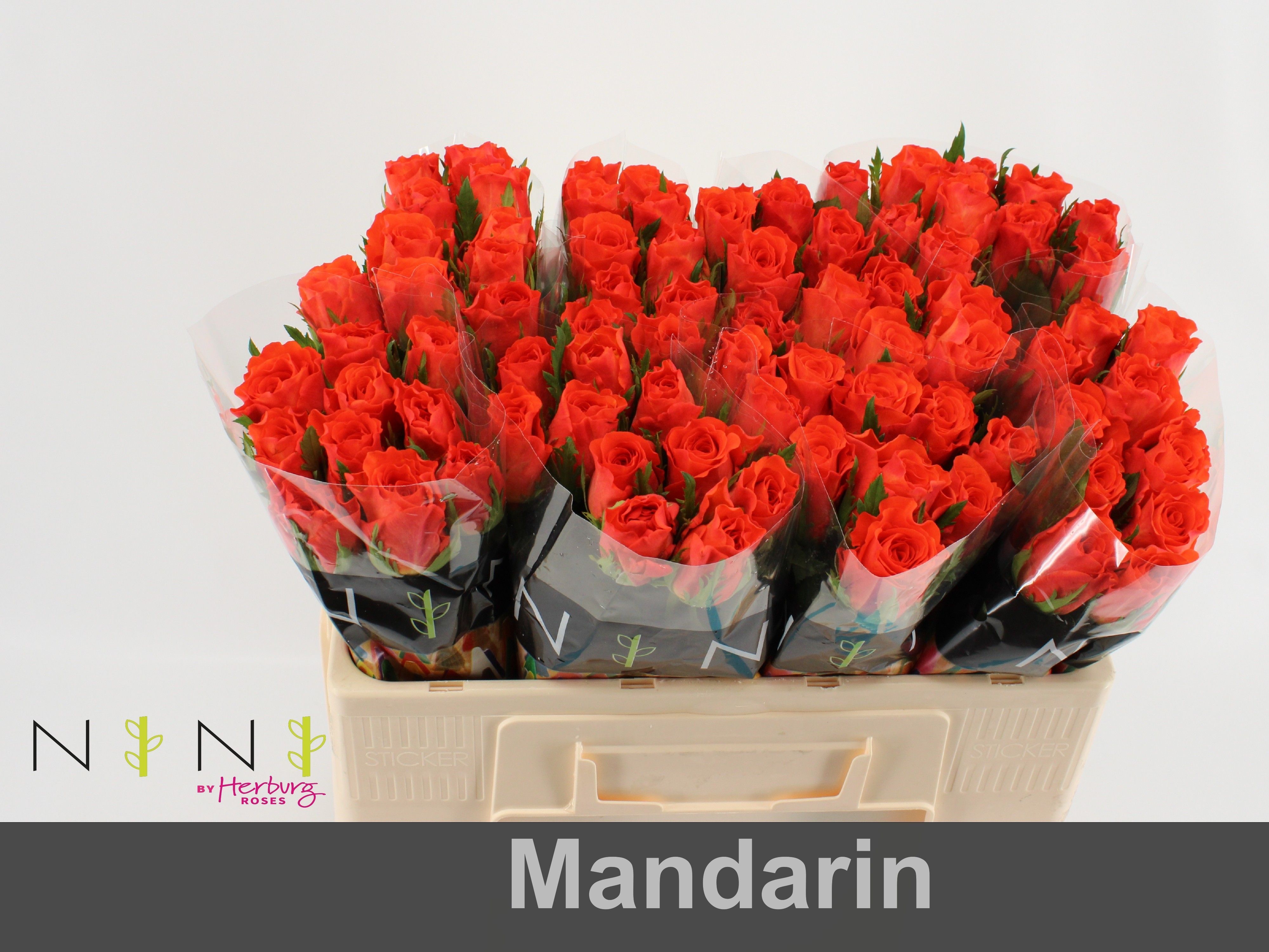 Срезанные цветы оптом Rosa la mandarin от 80шт из Голландии с доставкой по России