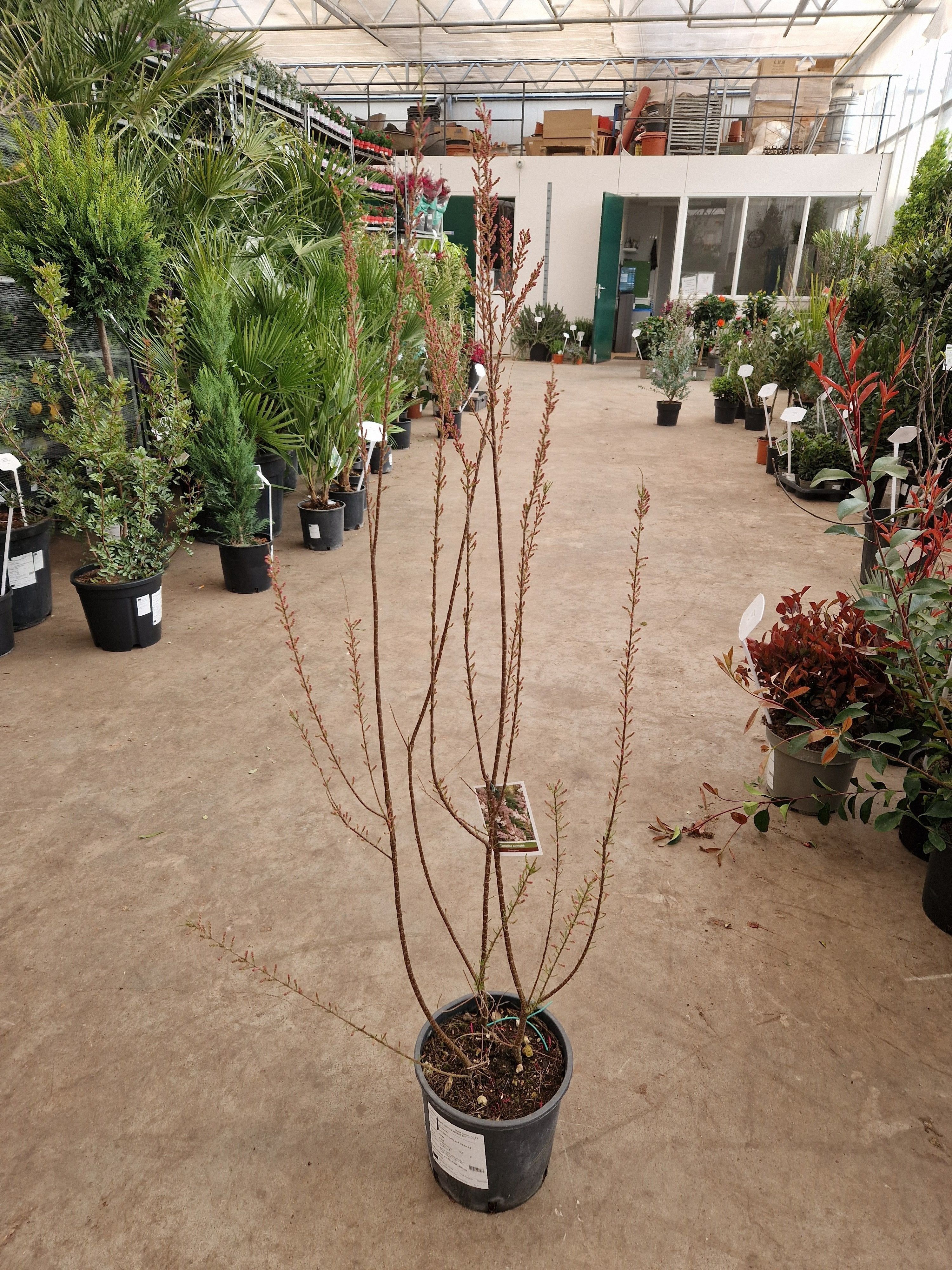 Горшечные цветы и растения оптом Tamarix Tetrandra от 3шт из Голландии с доставкой по России