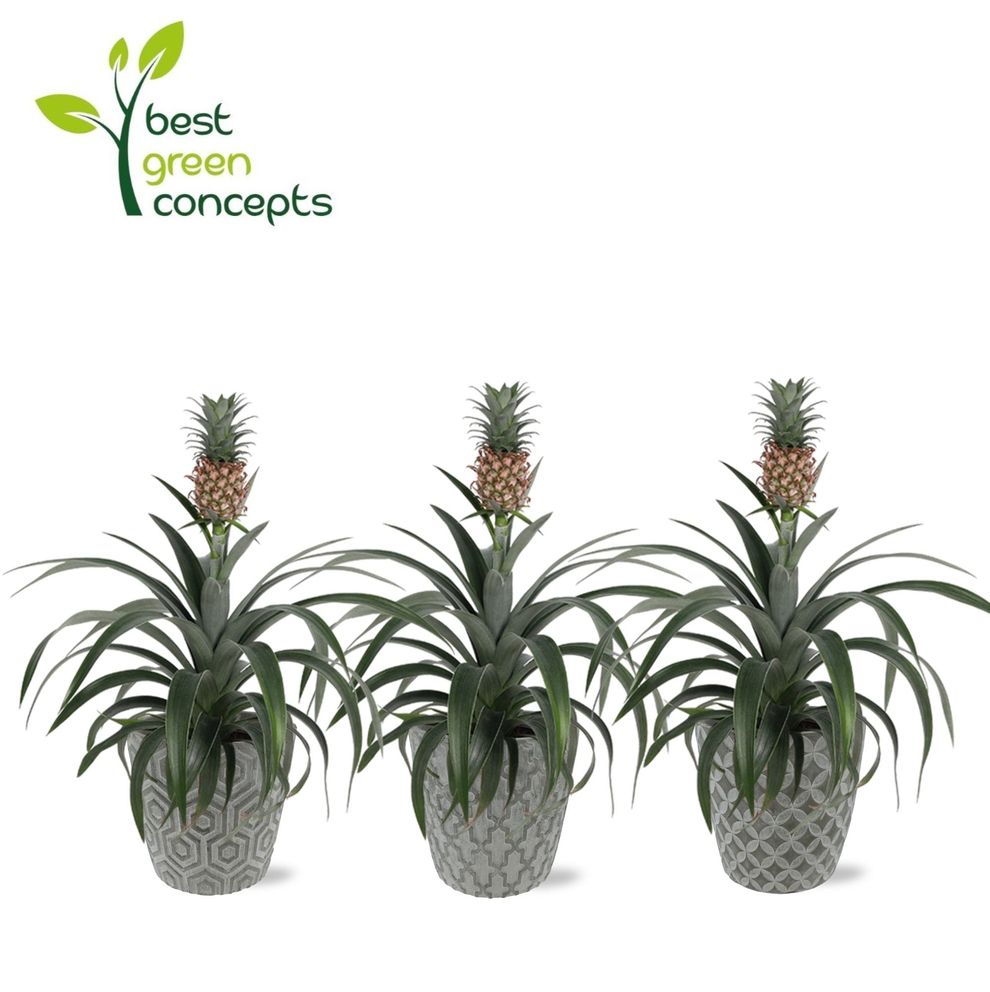 Горшечные цветы и растения оптом Ananas Ov от 5шт'' из Голландии с доставкой по России
