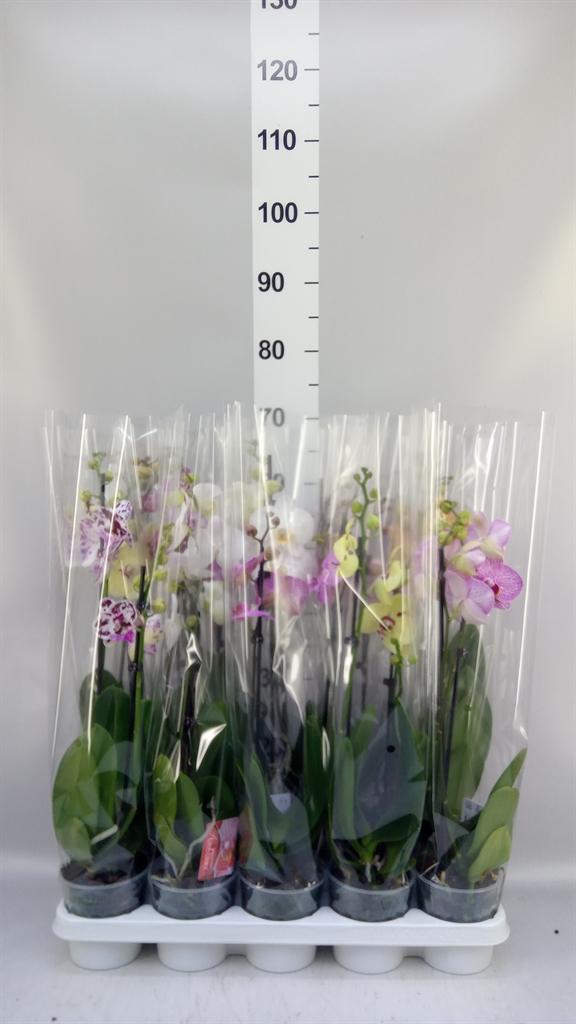 Горшечные цветы и растения оптом Phalaenopsis ...mix от 10шт из Голландии с доставкой по России