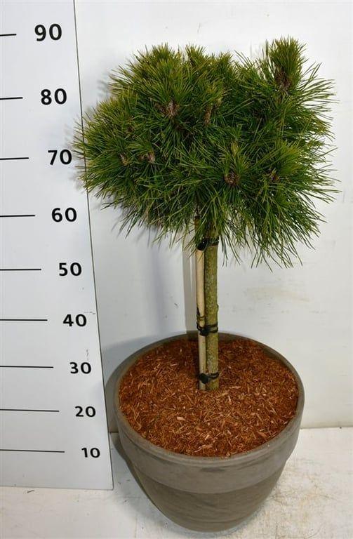 Горшечные цветы и растения оптом Pinus Mugo Varella On Stem от 1шт из Голландии с доставкой по России