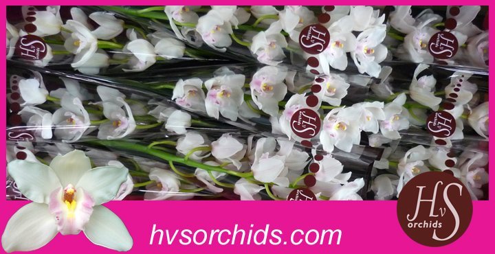 Срезанные цветы оптом Cymbidium white jungfrau dos pueblos от 10шт из Голландии с доставкой по России