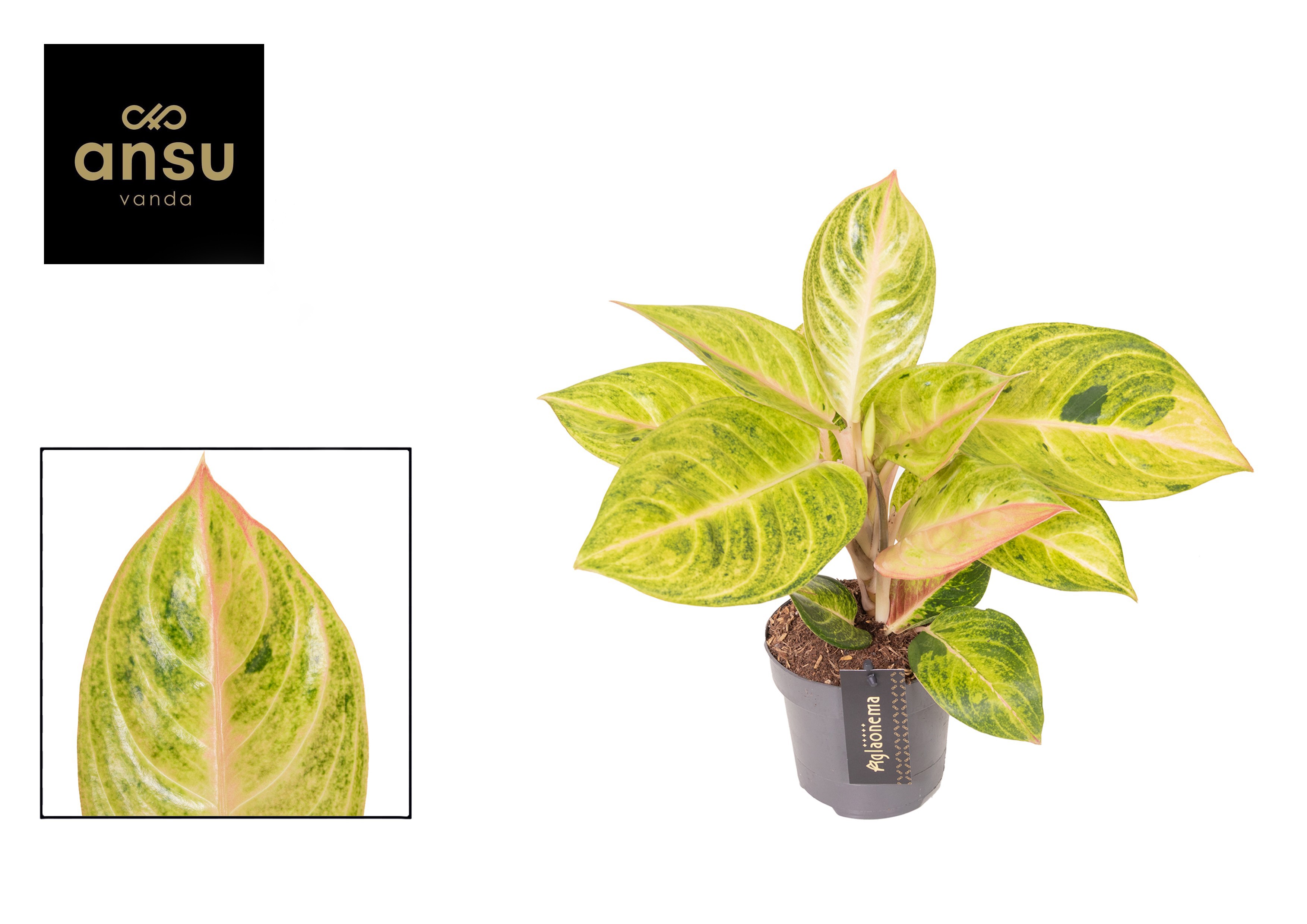 Горшечные цветы и растения оптом Aglaonema Peppermint Pink от 6шт из Голландии с доставкой по России