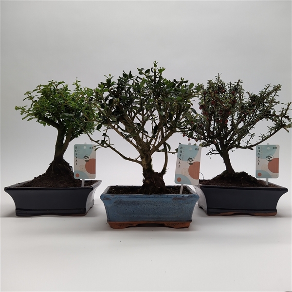 Горшечные цветы и растения оптом Bonsai Mix Mediterranean от 5шт из Голландии с доставкой по России