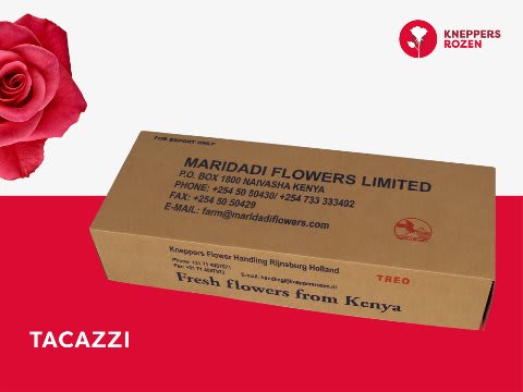 Срезанные цветы оптом Rosa large tacazzi+ от 540шт из Голландии с доставкой по России