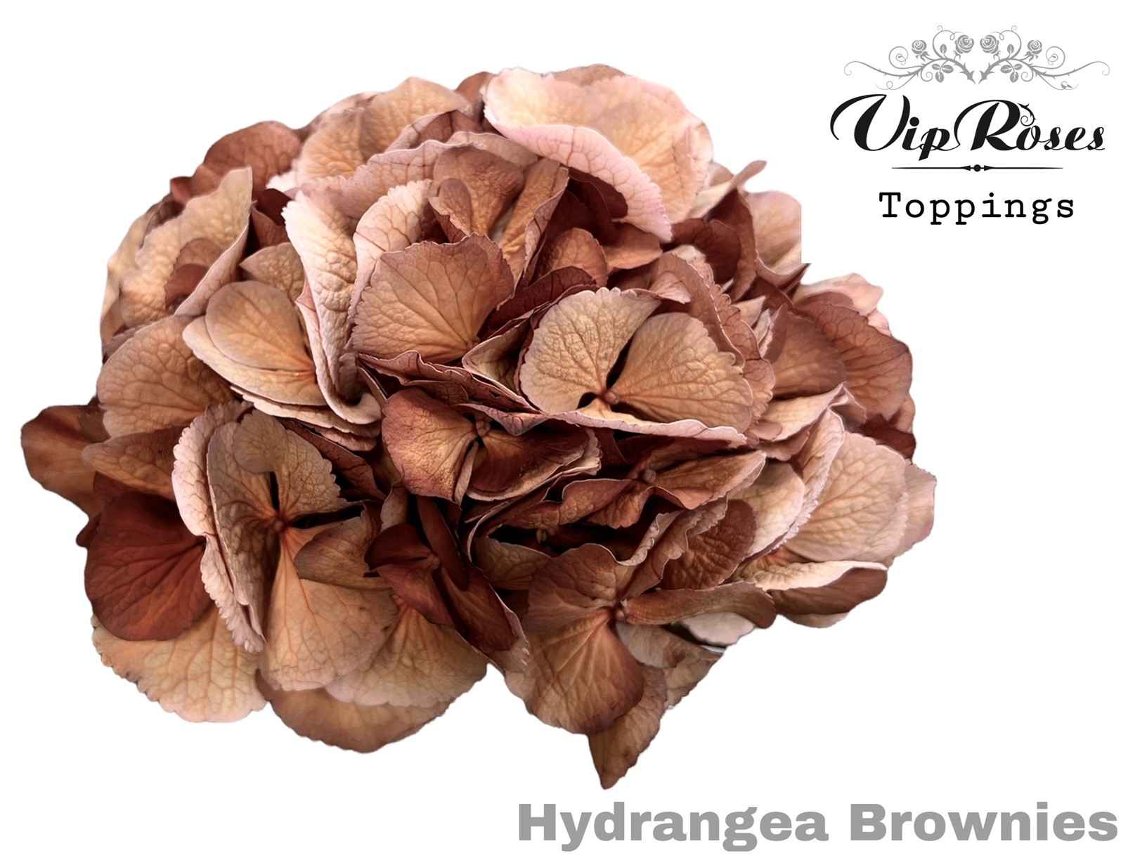 Срезанные цветы оптом Hydrangea paint brownies от 10шт из Голландии с доставкой по России