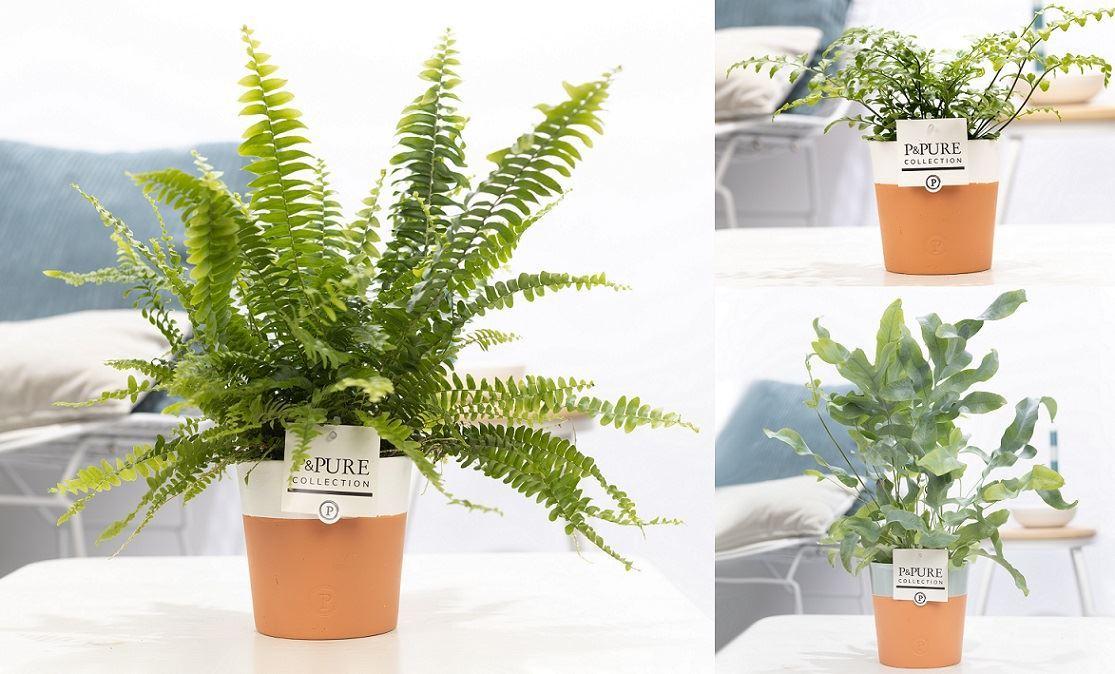 Горшечные цветы и растения оптом Ferns   ...mix от 6шт из Голландии с доставкой по России