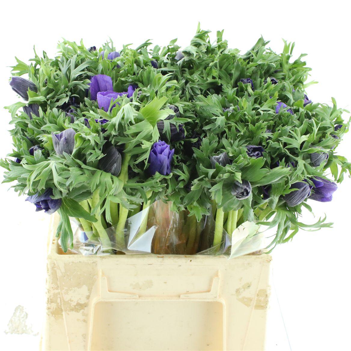 Срезанные цветы оптом Anemone marianne blue от 100шт из Голландии с доставкой по России