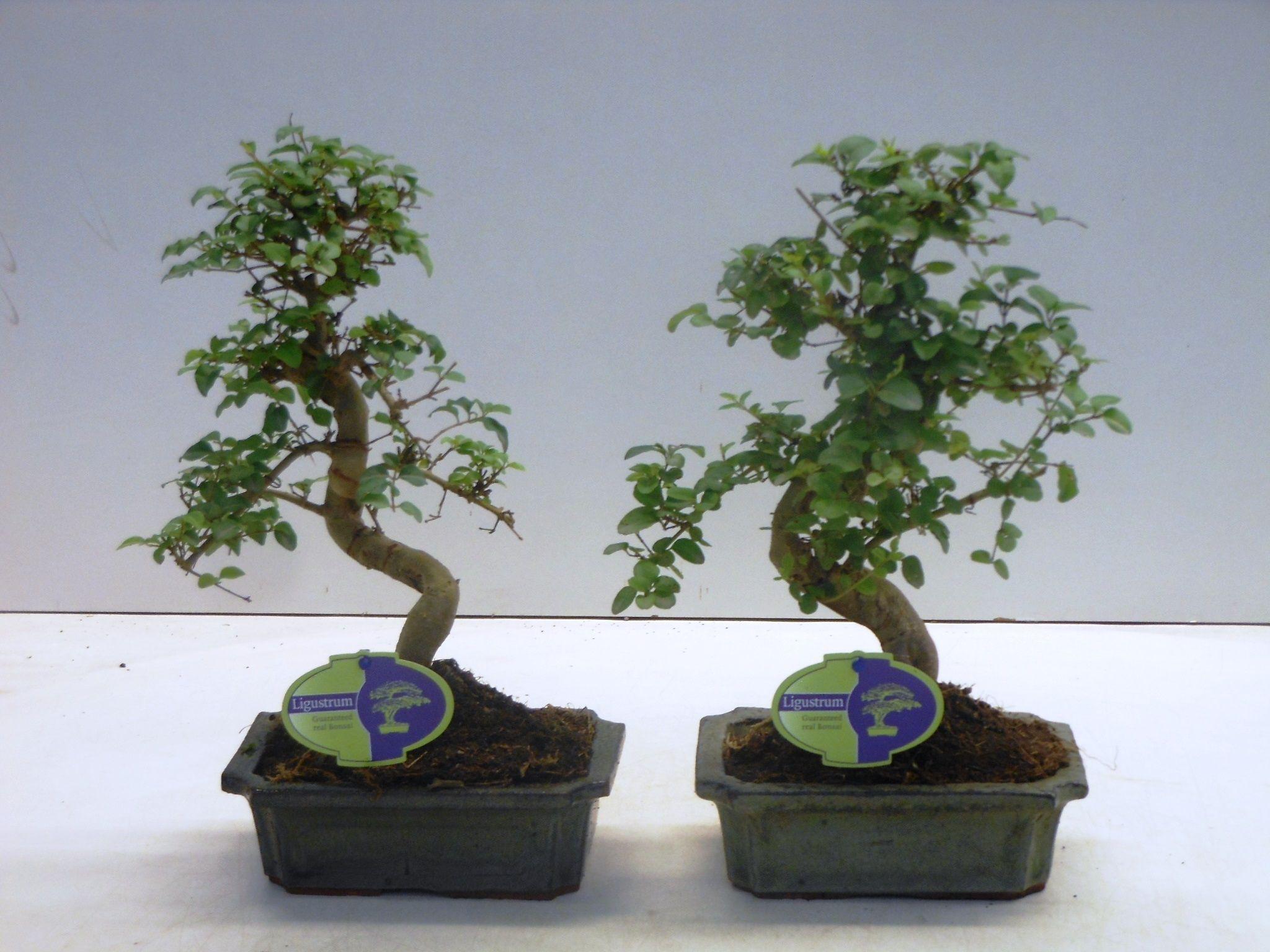 Горшечные цветы и растения оптом Bonsai Ligustrum Sinensis, Without Drip от 6шт из Голландии с доставкой по России