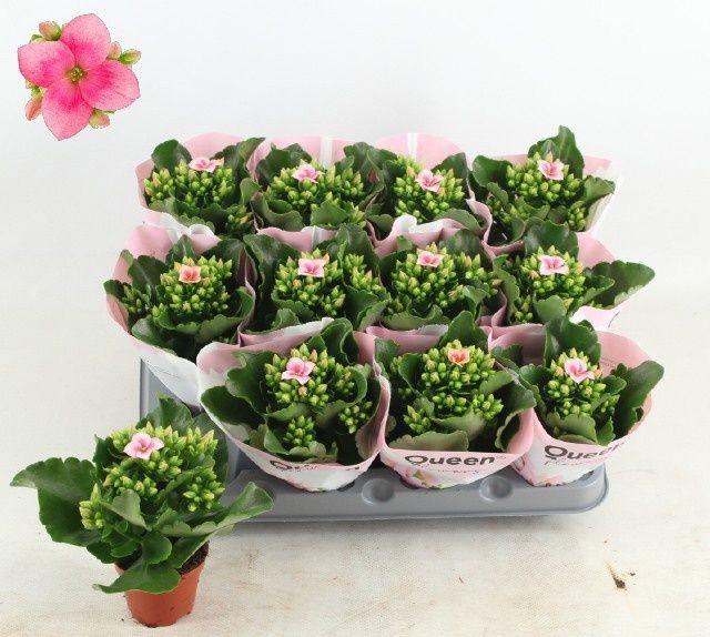 Горшечные цветы и растения оптом Kal En Ef Oakley от 12шт (для телеги) из Голландии с доставкой по России