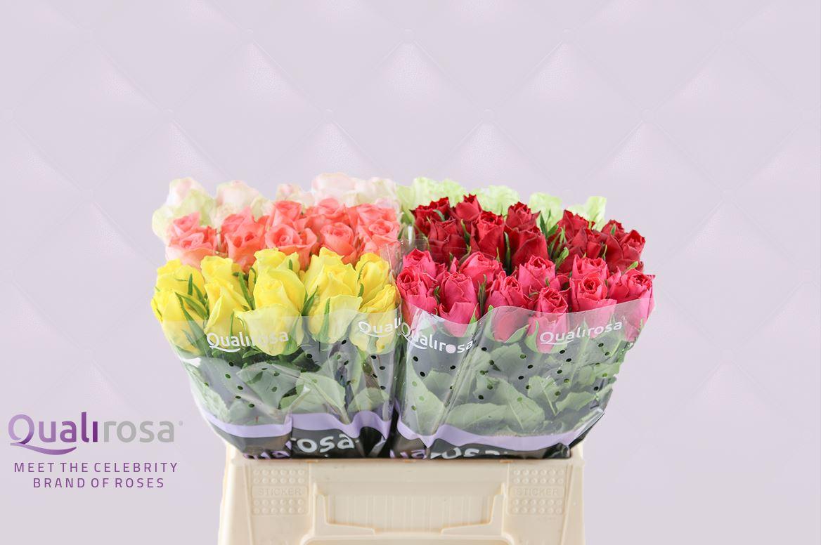 Срезанные цветы оптом Rosa large other (klok 08) от 60шт из Голландии с доставкой по России