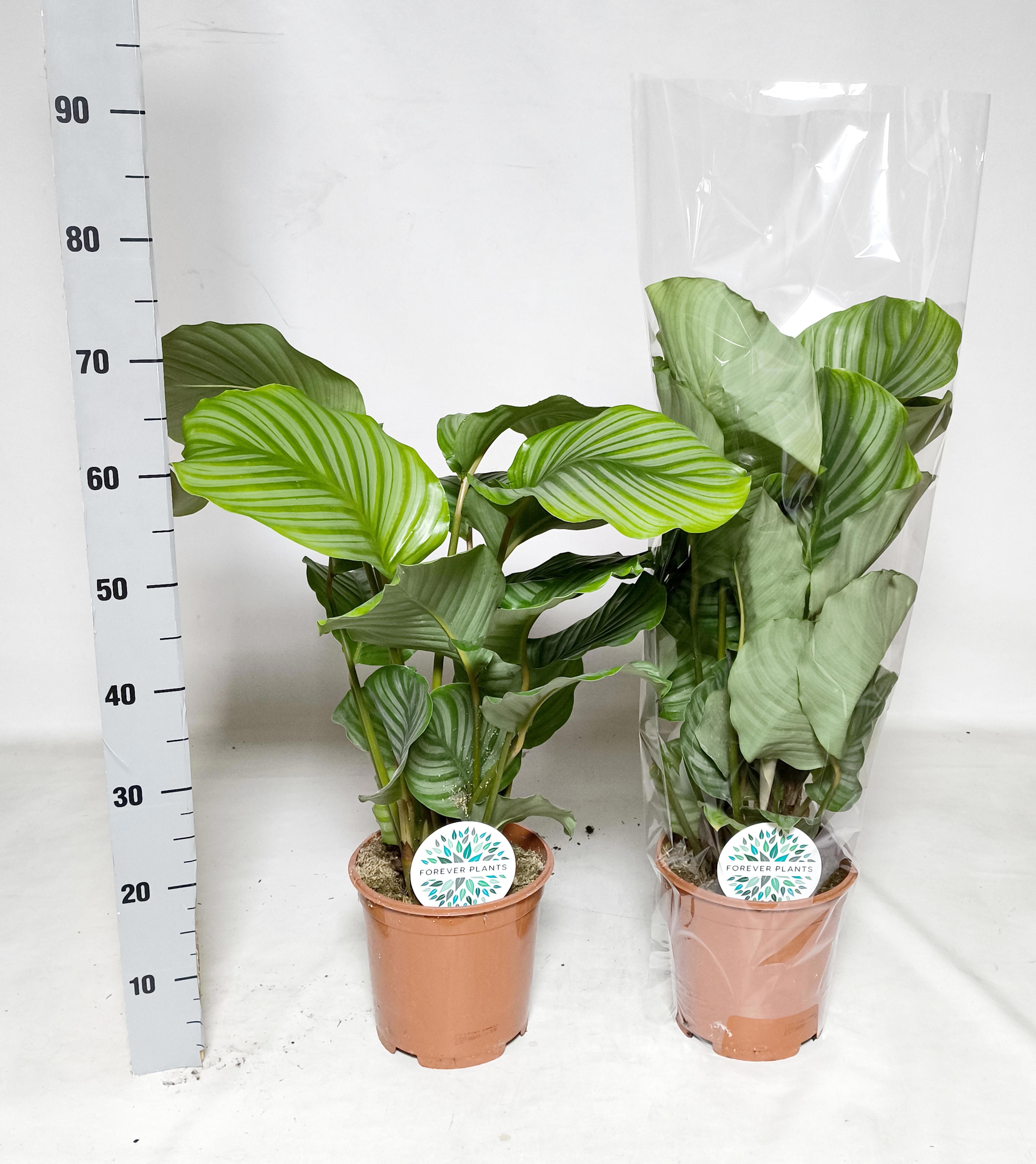 Горшечные цветы и растения оптом Calat Orbifolia от 1шт из Голландии с доставкой по России