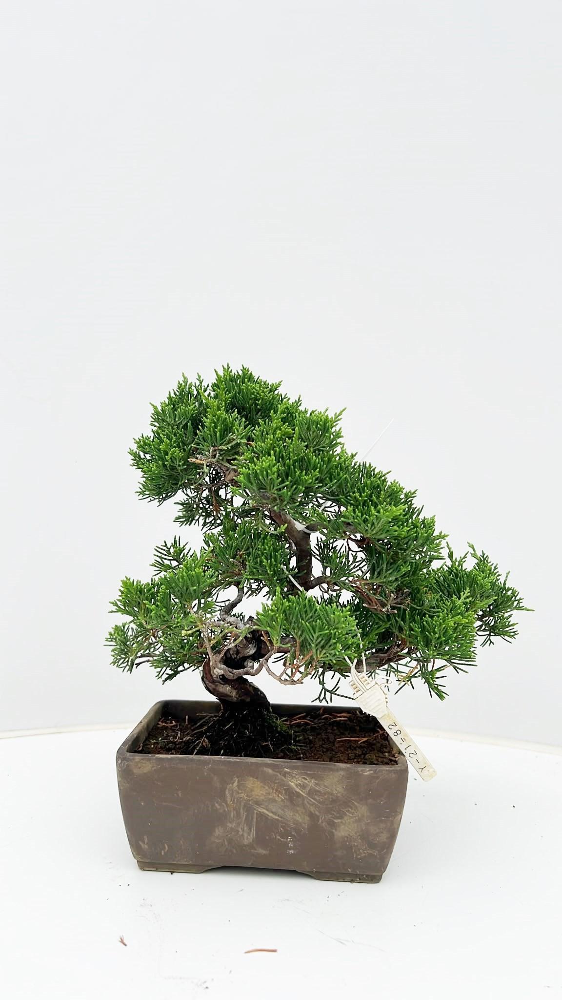 Горшечные цветы и растения оптом Juniperus Chinensis, Pot 14 Cm., Height 25 Cm. от 1шт из Голландии с доставкой по России