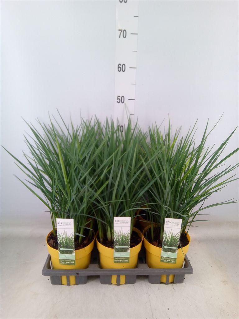 Горшечные цветы и растения оптом Dianella Caerulea от 6шт из Голландии с доставкой по России