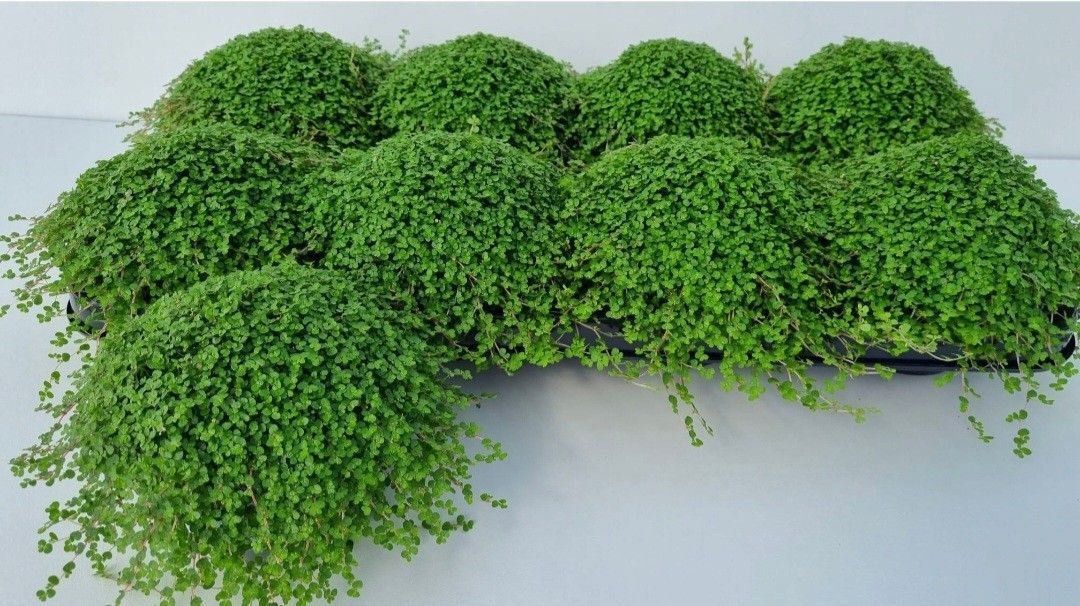 Горшечные цветы и растения оптом Soleirolia Soleirolii   ...green от 8шт из Голландии с доставкой по России
