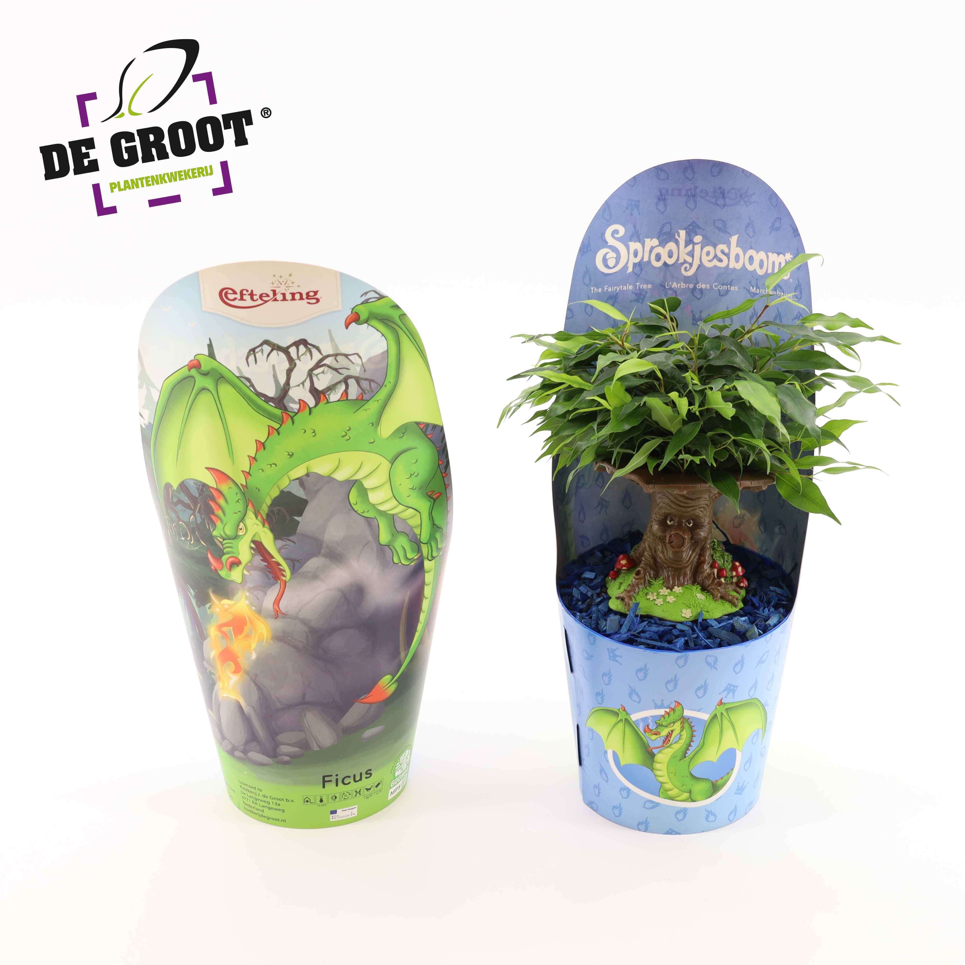 Горшечные цветы и растения оптом Ficus Be Sprookjesboom Dragon от 6шт из Голландии с доставкой по России