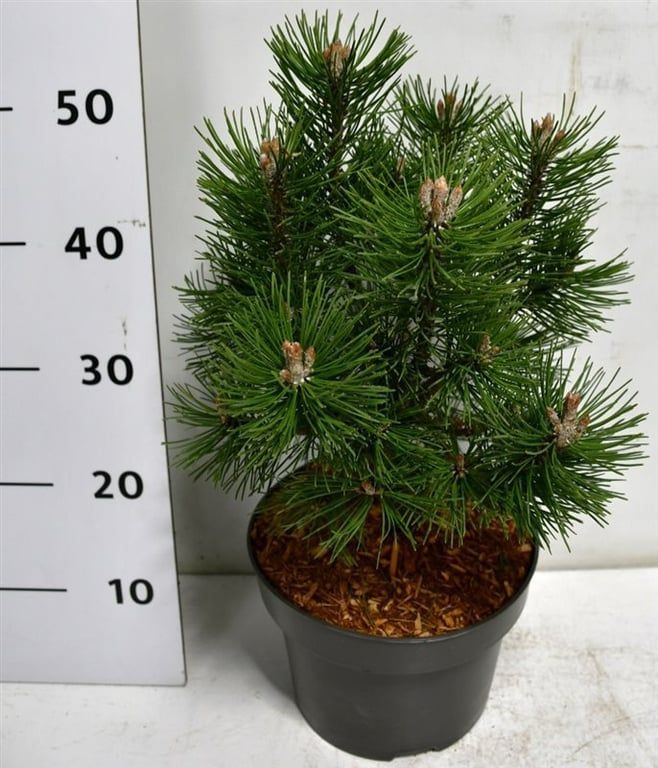 Горшечные цветы и растения оптом Pinus Mugo Columbo от 1шт из Голландии с доставкой по России