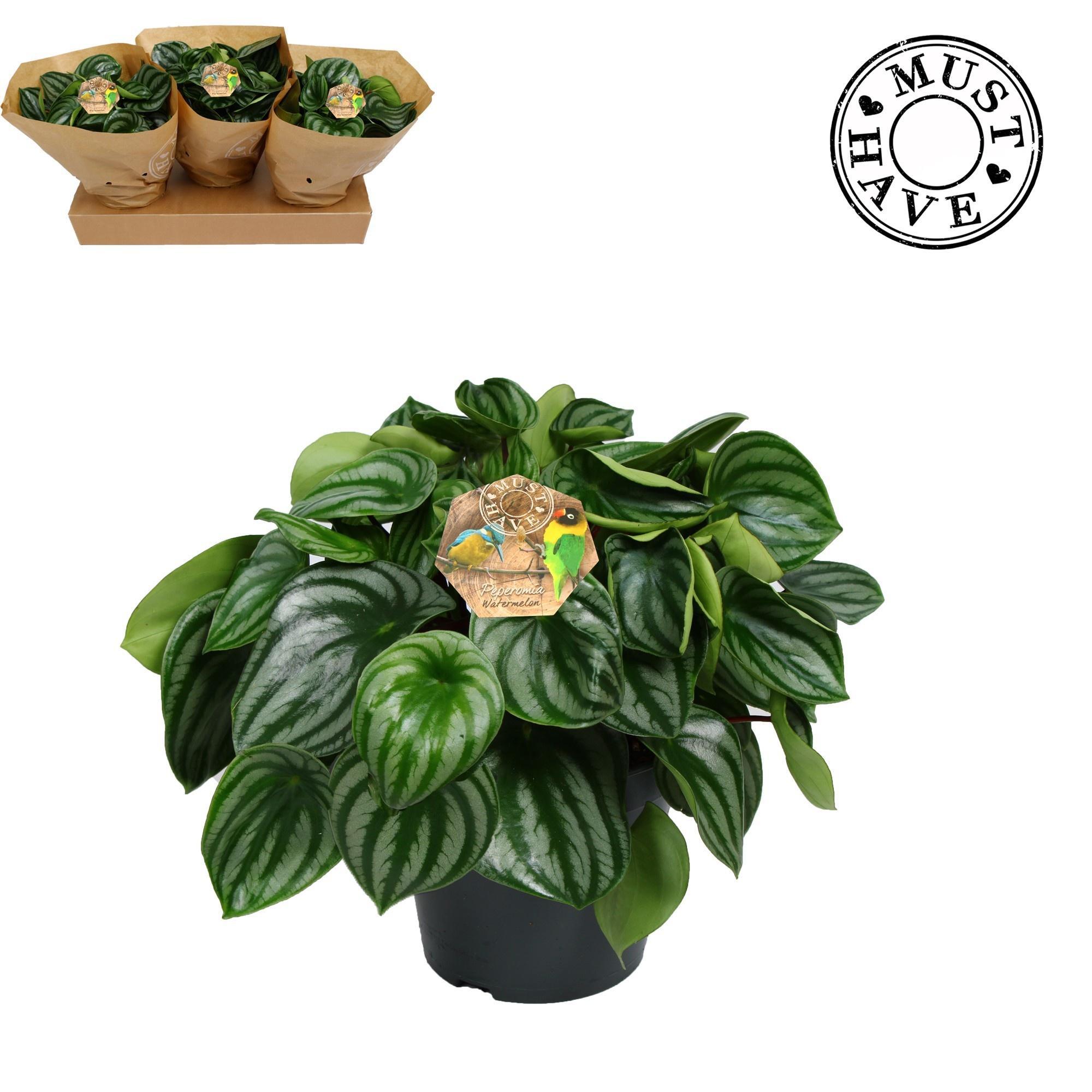 Горшечные цветы и растения оптом Peperomea Argyreia Watermelon от 3шт из Голландии с доставкой по России