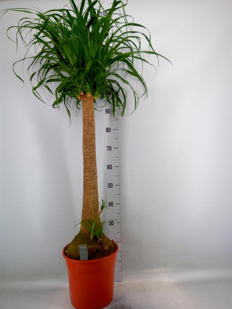 Горшечные цветы и растения оптом Beaucarnea Recurvata от 1шт из Голландии с доставкой по России