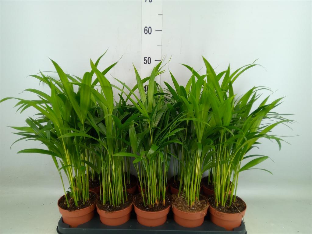 Горшечные цветы и растения оптом Dypsis Lutescens   ...chrysalidoca от 10шт из Голландии с доставкой по России