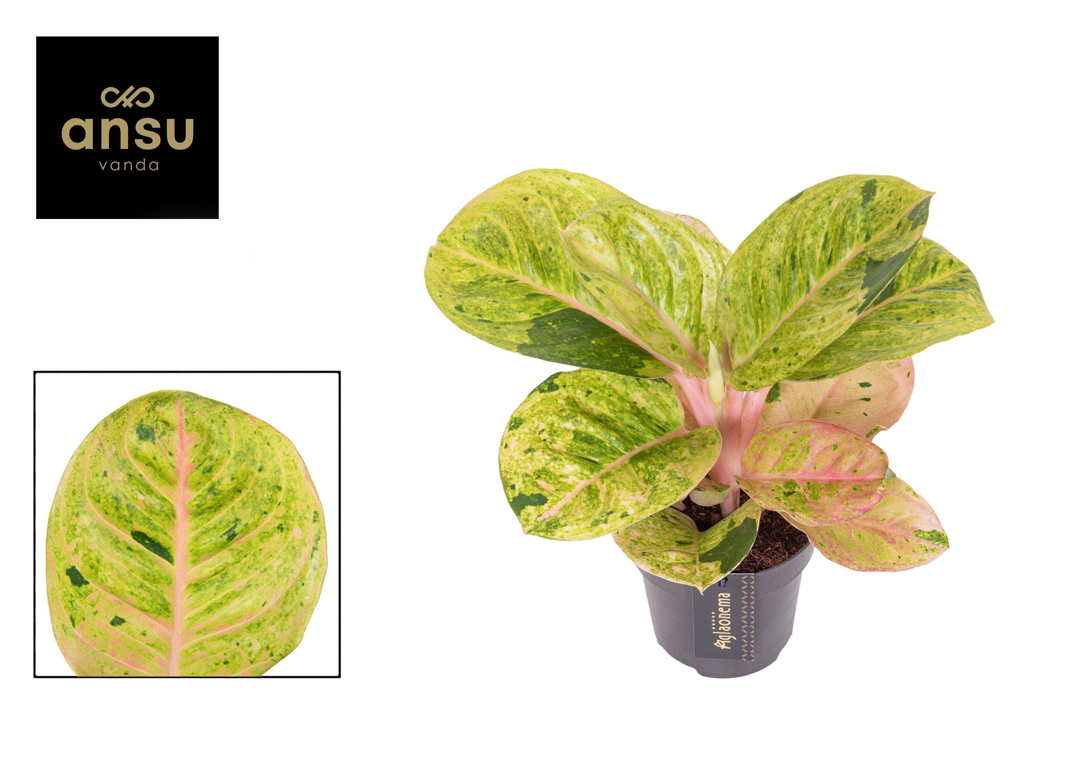 Горшечные цветы и растения оптом Aglaonema Apple Fantasy от 6шт из Голландии с доставкой по России